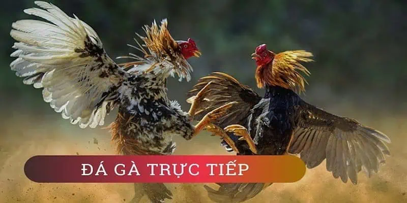 Các thủ tục cơ bản để cá cược đá gà thành công tại SV388